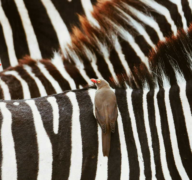 Curating bespoke travel partnerships