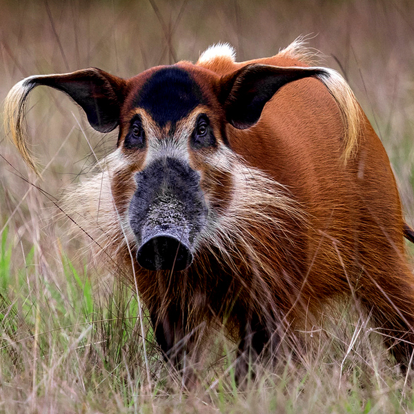 Gabon Wildlife Camps and Safaris