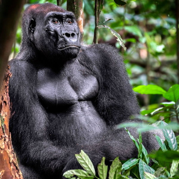 Gabon Wildlife Camps and Safaris