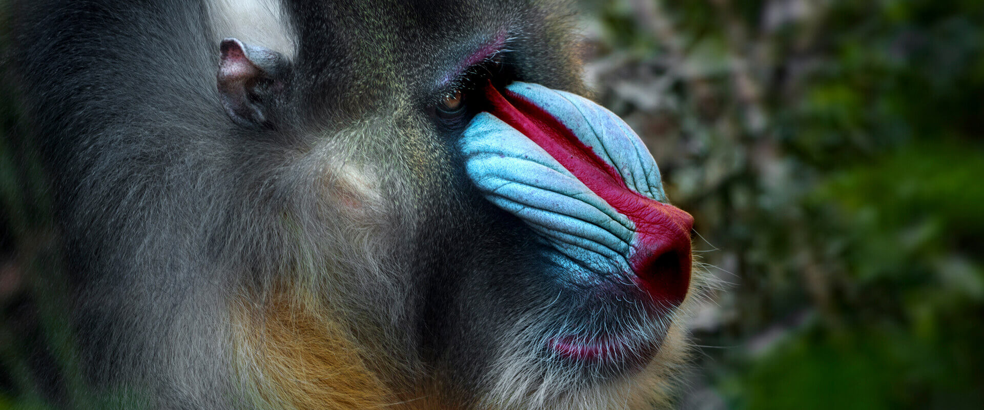 Gabon Wildlife Camps and Safaris