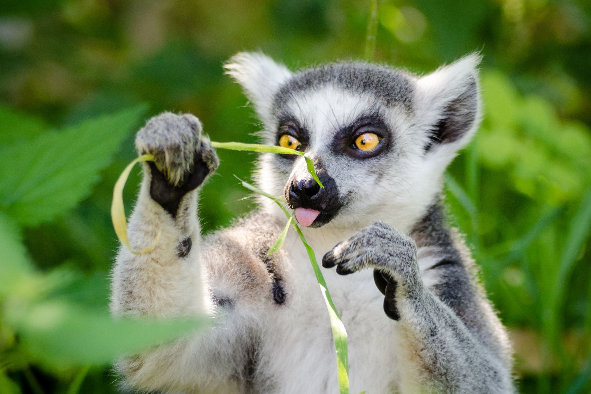 Le Voyageur Madagascar